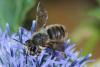 Megachile willughbiella